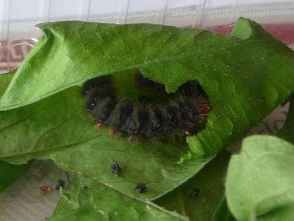 Bruco di Melitaea Cinxia?